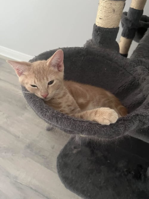 MARJORAM - Domestic Short Hair / Tabby available for adoption