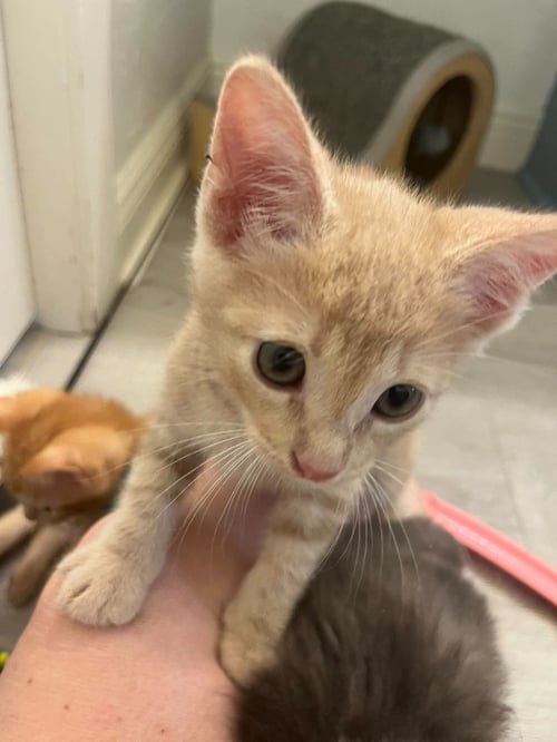 MARJORAM - Domestic Short Hair / Tabby available for adoption