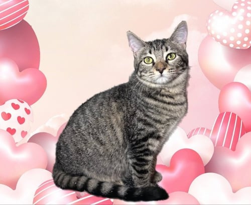 JOY - Domestic Short Hair / Tabby available for adoption