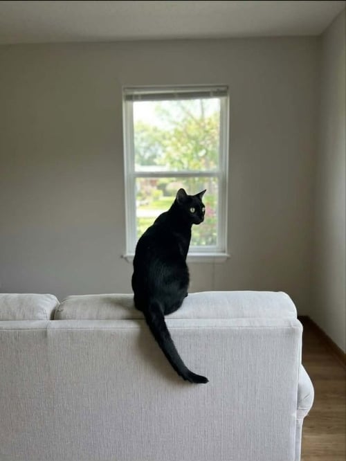 JESTER - Domestic Short Hair available for adoption
