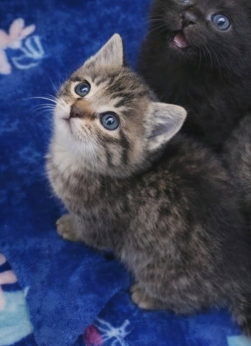 COVE - Tabby / Domestic Short Hair available for adoption