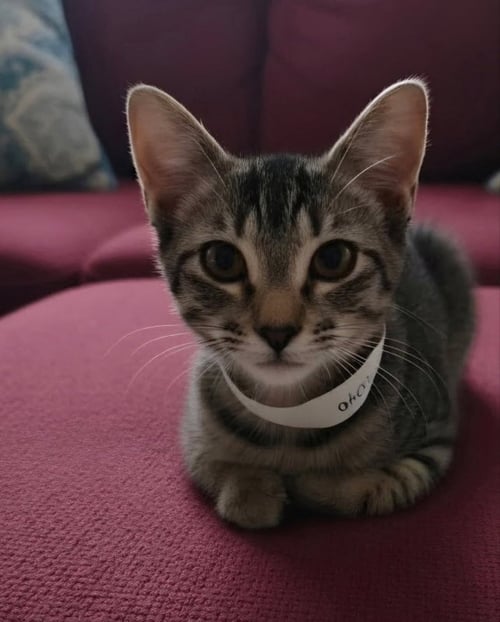 COVE - Tabby / Domestic Short Hair available for adoption