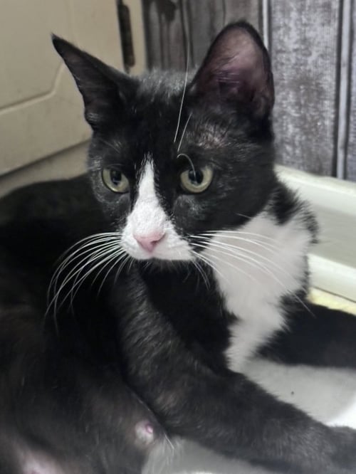 VELOCITY - Tuxedo / Domestic Short Hair available for adoption