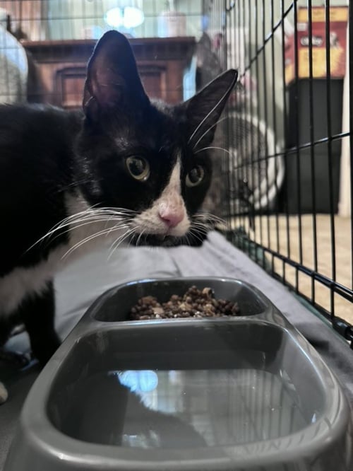 VELOCITY - Tuxedo / Domestic Short Hair available for adoption
