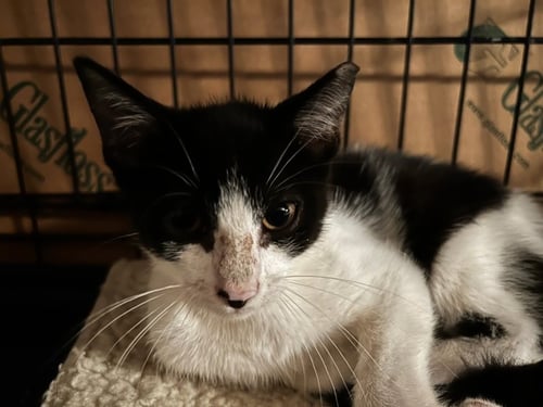 ZIVA - Domestic Short Hair / Tuxedo available for adoption