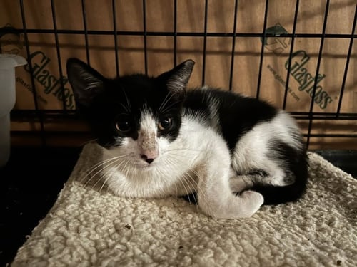 ZIVA - Domestic Short Hair / Tuxedo available for adoption