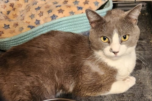 GEORGE - Domestic Short Hair available for adoption