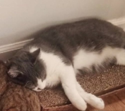 GEORGE - Domestic Short Hair available for adoption
