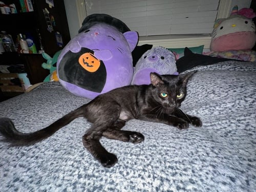 GEMMA - Domestic Short Hair available for adoption