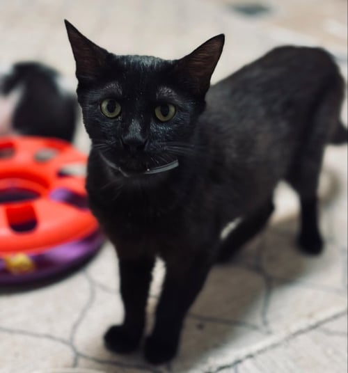 GEMMA - Domestic Short Hair available for adoption