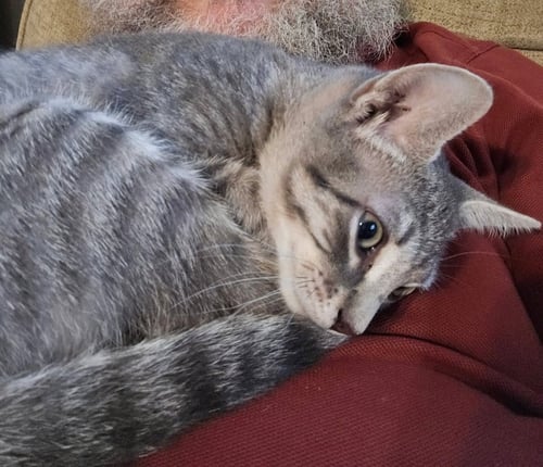 PRINCE MEOWY
