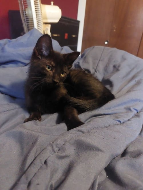 TRAVIS - Domestic Short Hair available for adoption