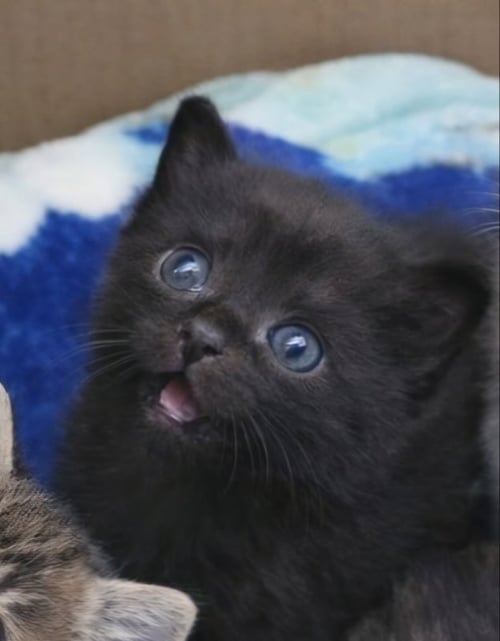 HARBOR - Domestic Short Hair available for adoption