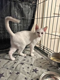 Domino - Photo 3