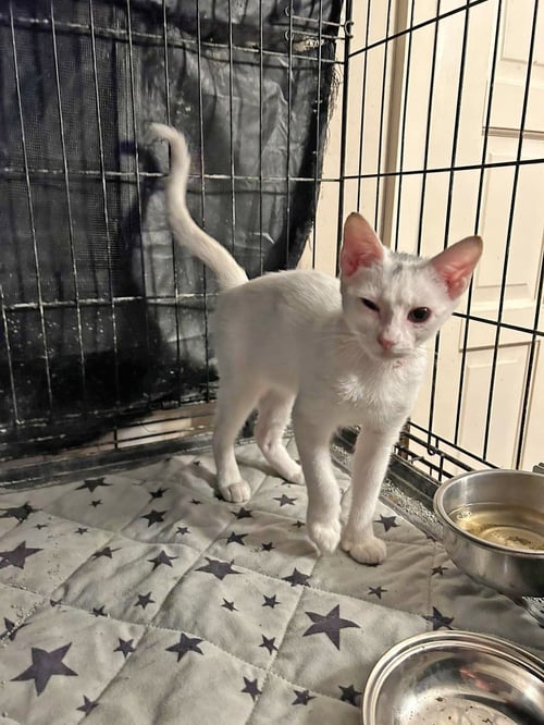 DOMINO - Siamese / Domestic Short Hair available for adoption