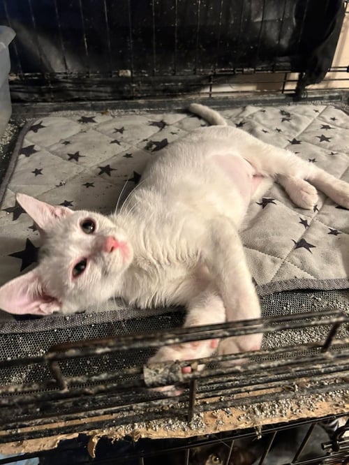 DOMINO - Siamese / Domestic Short Hair available for adoption