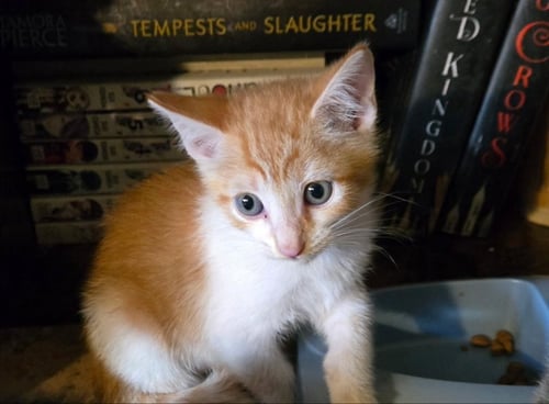 FATHER ELIJAH - Domestic Short Hair / Tabby available for adoption