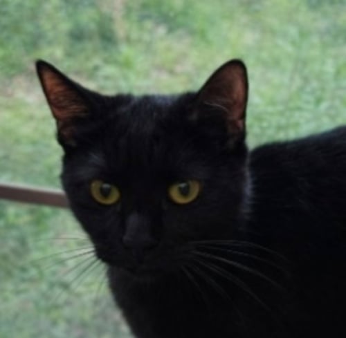 SPOOKY - Domestic Short Hair available for adoption