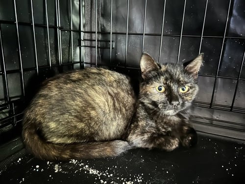KELLI - Tortoiseshell / Domestic Short Hair available for adoption