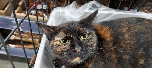 KELLI - Tortoiseshell / Domestic Short Hair available for adoption
