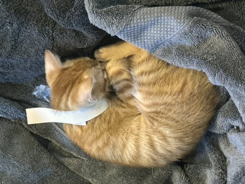 DILLON - Tabby / Domestic Short Hair available for adoption