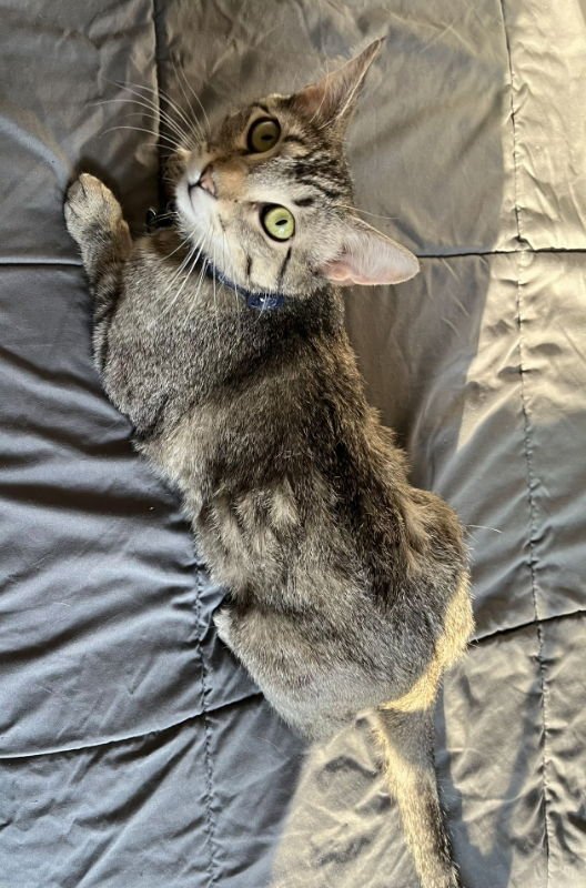 WILLOW - Tabby / Domestic Short Hair available for adoption
