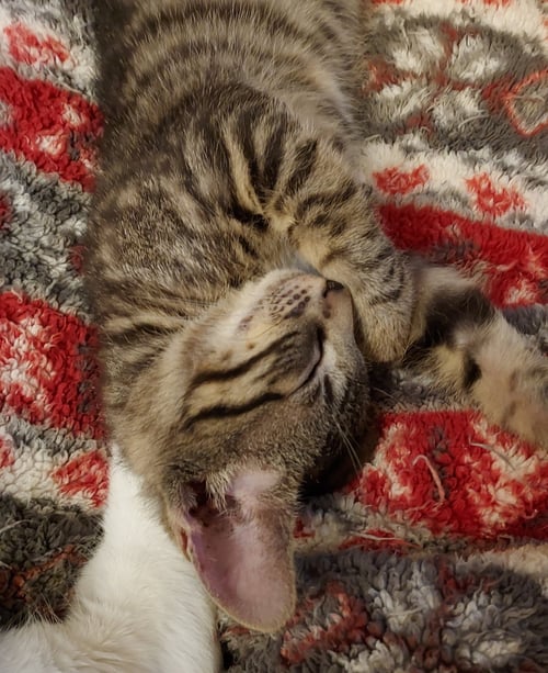 POSEIDON - Tabby / Domestic Short Hair available for adoption