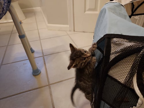 POSEIDON - Tabby / Domestic Short Hair available for adoption