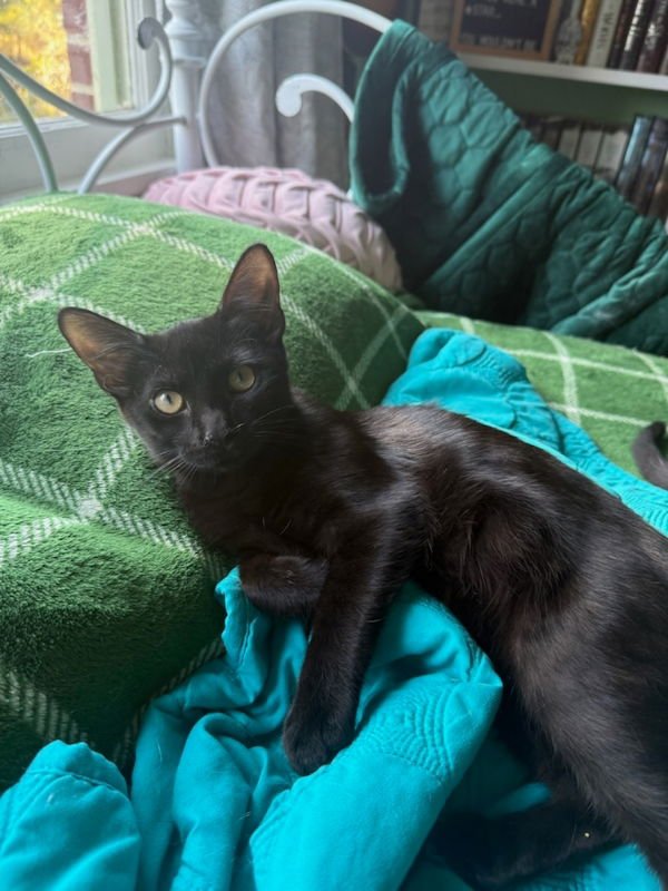 PEPPER - Domestic Short Hair available for adoption