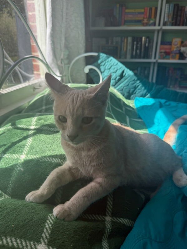 JOHNNIE - Domestic Short Hair / Tabby available for adoption