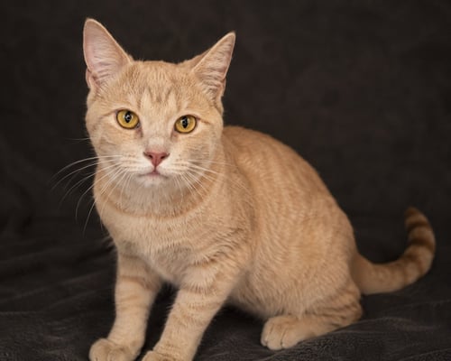 JOHNNY - Domestic Short Hair / Tabby available for adoption