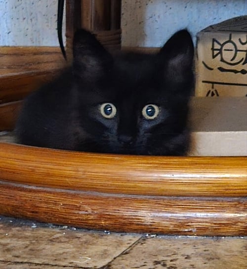 MOTHER PEARL - Domestic Short Hair available for adoption