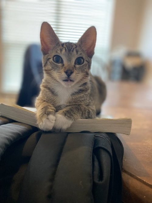 SOCKS - Domestic Short Hair / Tabby available for adoption
