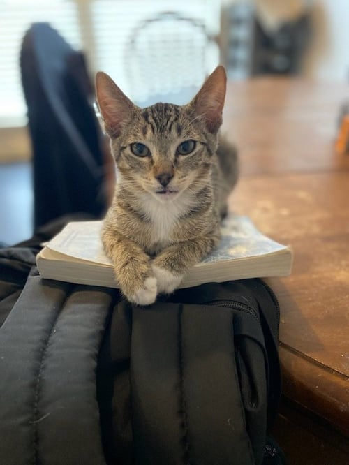 SOCKS - Domestic Short Hair / Tabby available for adoption