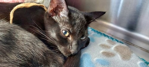 GODIVA - Domestic Short Hair available for adoption