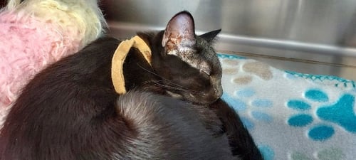 GODIVA - Domestic Short Hair available for adoption