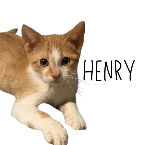 HENRY - Tabby / Domestic Short Hair available for adoption