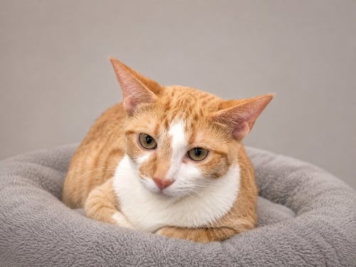 HENRY - Tabby / Domestic Short Hair available for adoption