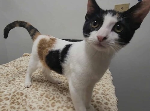 TOBIKO - Calico / Domestic Short Hair available for adoption