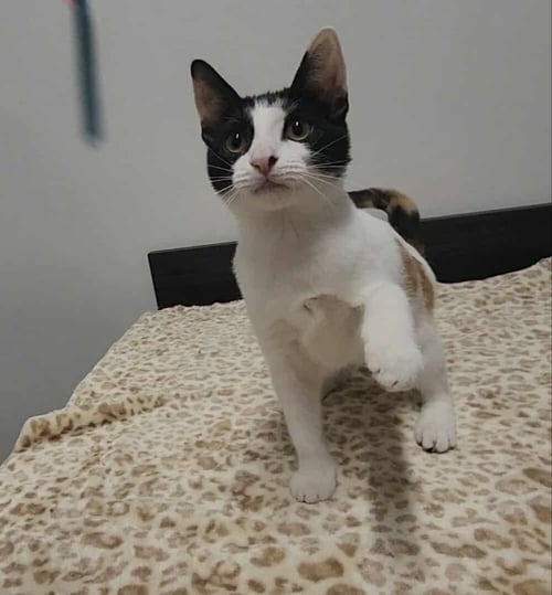TOBIKO - Calico / Domestic Short Hair available for adoption