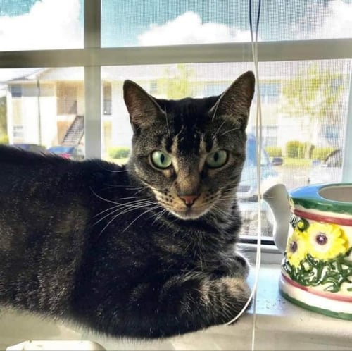 GRACIE - Tabby / Domestic Short Hair available for adoption