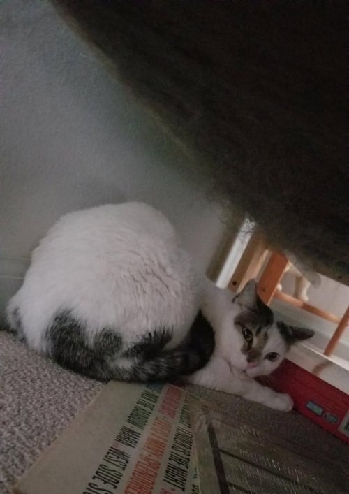 BIRCH - Domestic Short Hair available for adoption