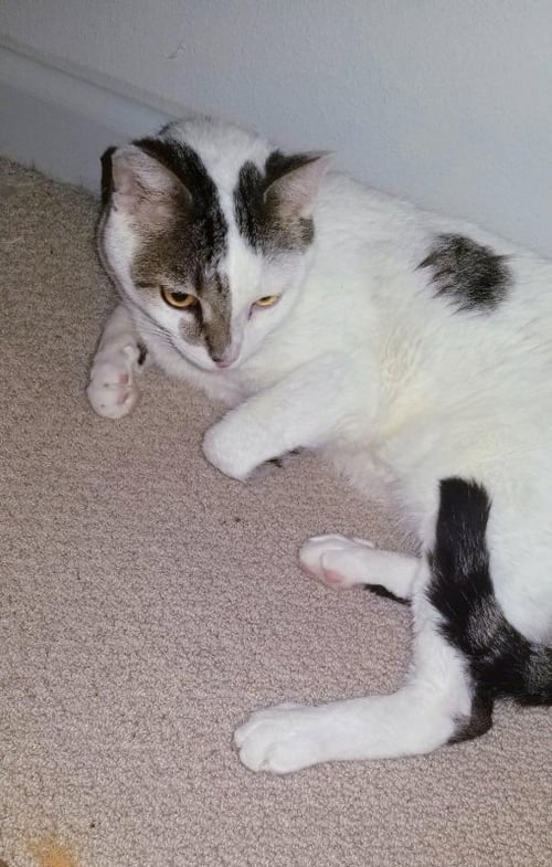 BIRCH - Domestic Short Hair available for adoption