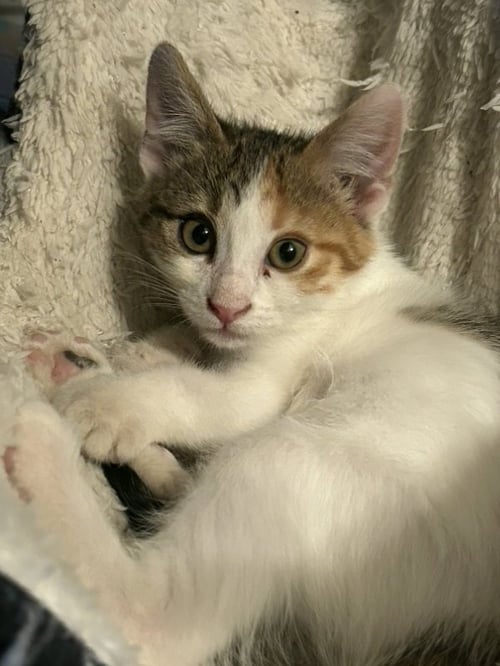 MILEY - Domestic Short Hair / Calico available for adoption