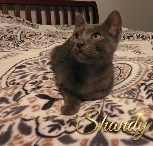 SHANDY