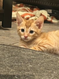 Festus - Photo 1