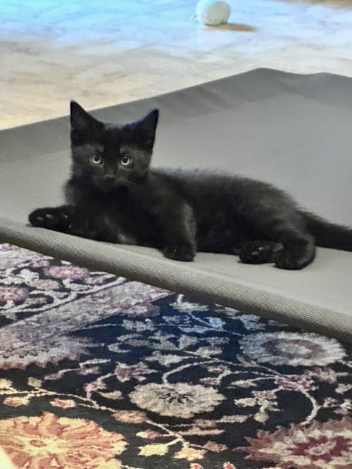 DONNER - Domestic Short Hair available for adoption