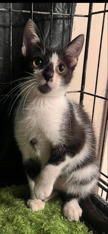 MR DARCY - Domestic Short Hair available for adoption