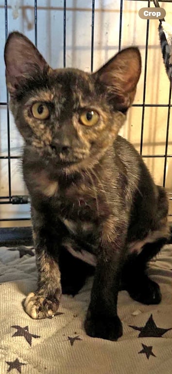 Tabitha Image