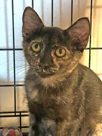 Tabitha - Photo 3